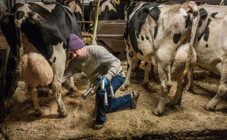 Dan Osofsky prepares a cow’s udder for the milking device (in his hand). He is cleaning her teats with a solution containing iodine, a disinfectant.