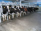 Dairy Cattle milk Production