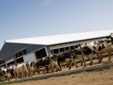 Increasing milk production in dairy cows