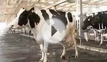 best hf cows for dairy farming 74 litr milk per day cow