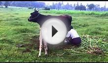 Cow Milk Production - How Cows Make Milk - Real Clips