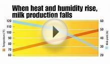 Fight Heat Stress in Dairy Cows | Maintain Milk Production