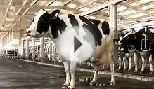 Super Star Cow @ UAE - one day it gives 100 liter Milk