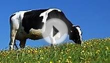 The Benefits of Raw Milk - Natural Foods Diet