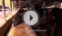 The cow farms and dairies that provide milk to 1.20